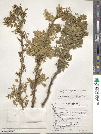 Caragana arborescens image