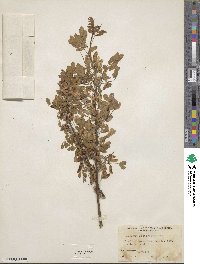 Caragana arborescens image