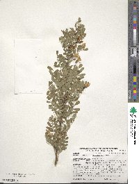 Caragana arborescens image