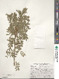 Caragana arborescens image