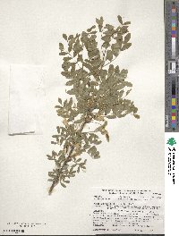 Caragana arborescens image