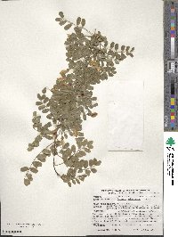 Caragana arborescens image