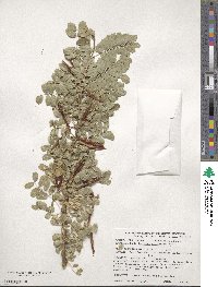 Caragana arborescens image