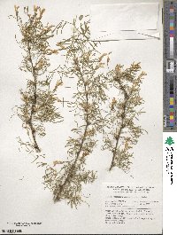 Caragana arborescens image