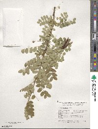 Caragana arborescens image