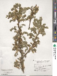 Caragana arborescens image