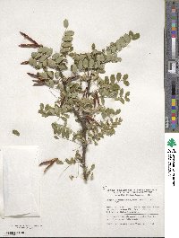 Caragana arborescens image