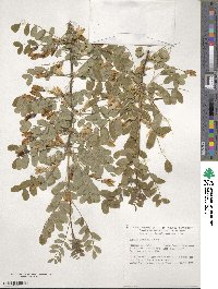 Caragana arborescens image