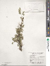 Caragana arborescens image