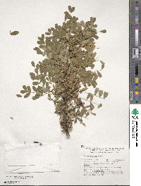 Caragana arborescens image