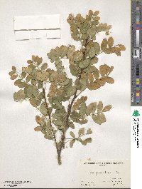 Caragana arborescens image