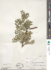 Caragana arborescens image