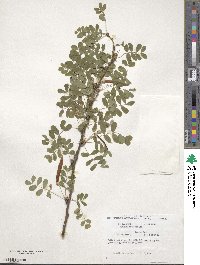 Caragana arborescens image