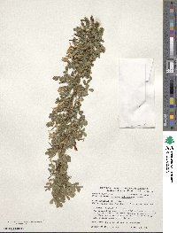 Caragana arborescens image