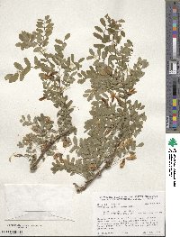 Caragana arborescens image