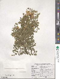 Caragana arborescens image