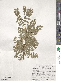 Caragana arborescens image