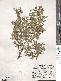 Caragana arborescens image