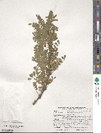 Caragana arborescens image