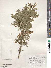 Caragana arborescens image