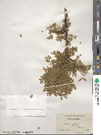 Caragana arborescens image