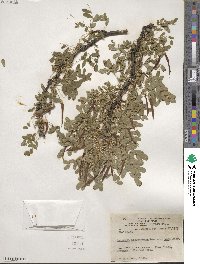 Caragana arborescens image