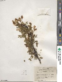 Caragana arborescens image