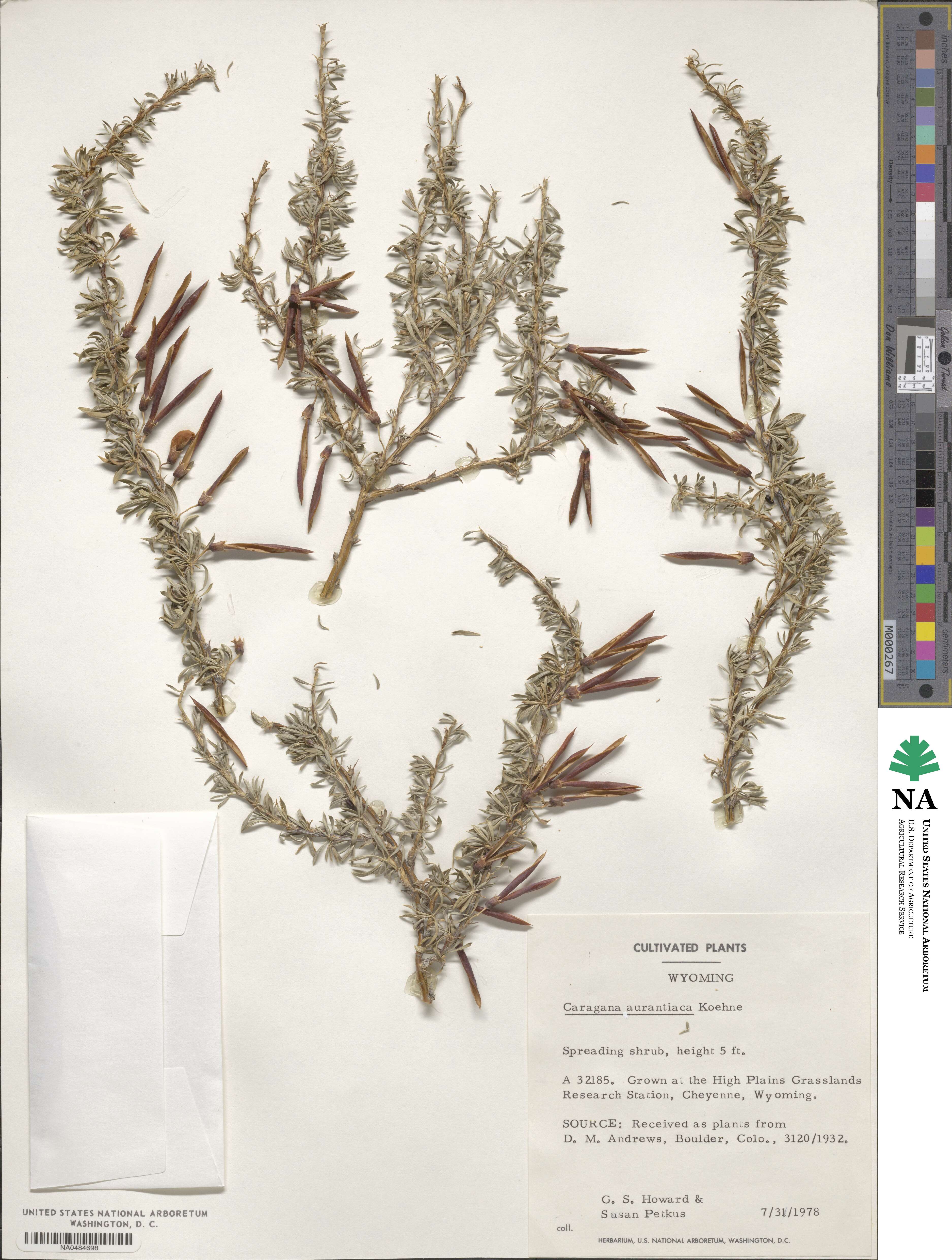 Caragana aurantiaca image