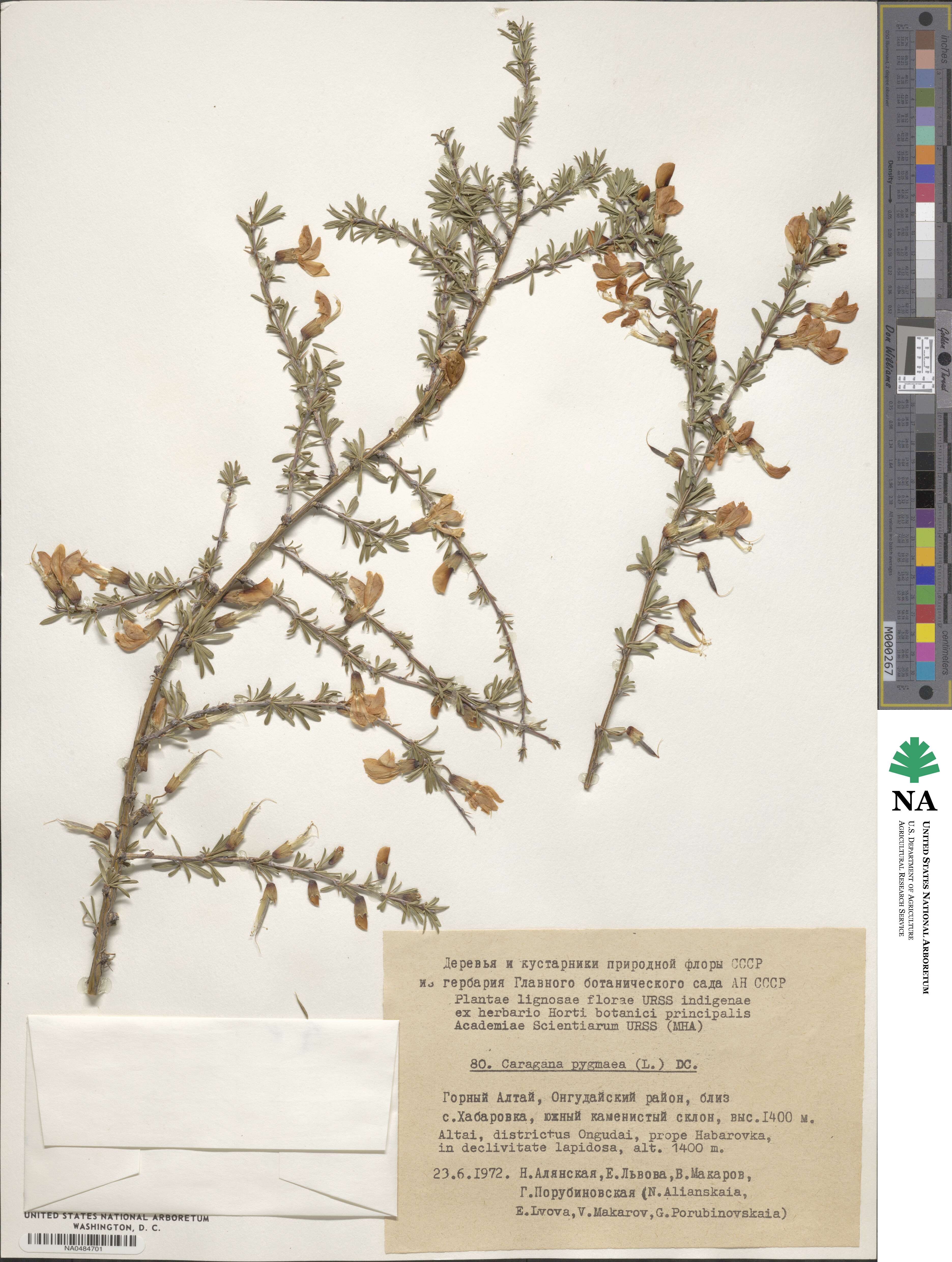 Caragana aurantiaca image