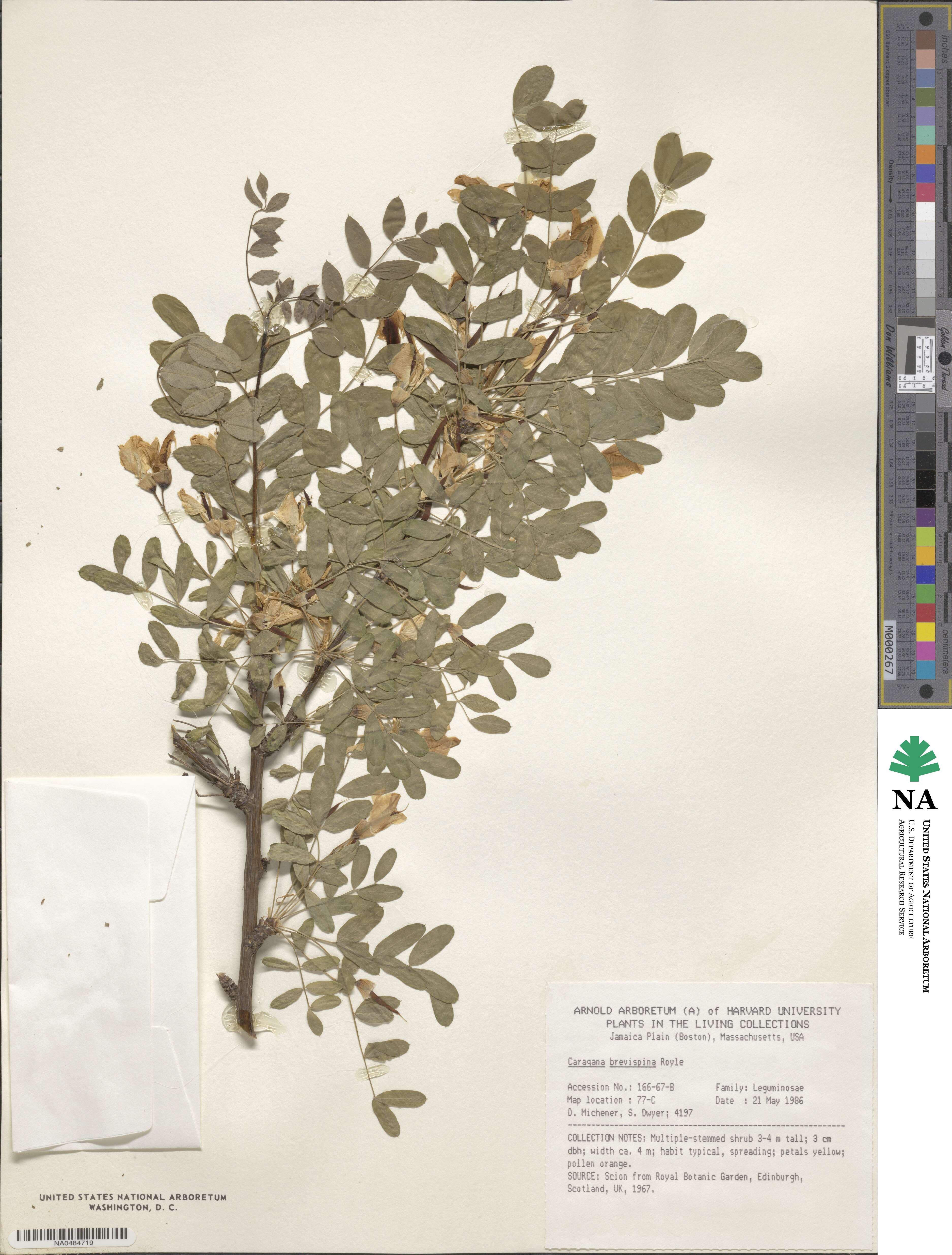 Caragana brevispina image