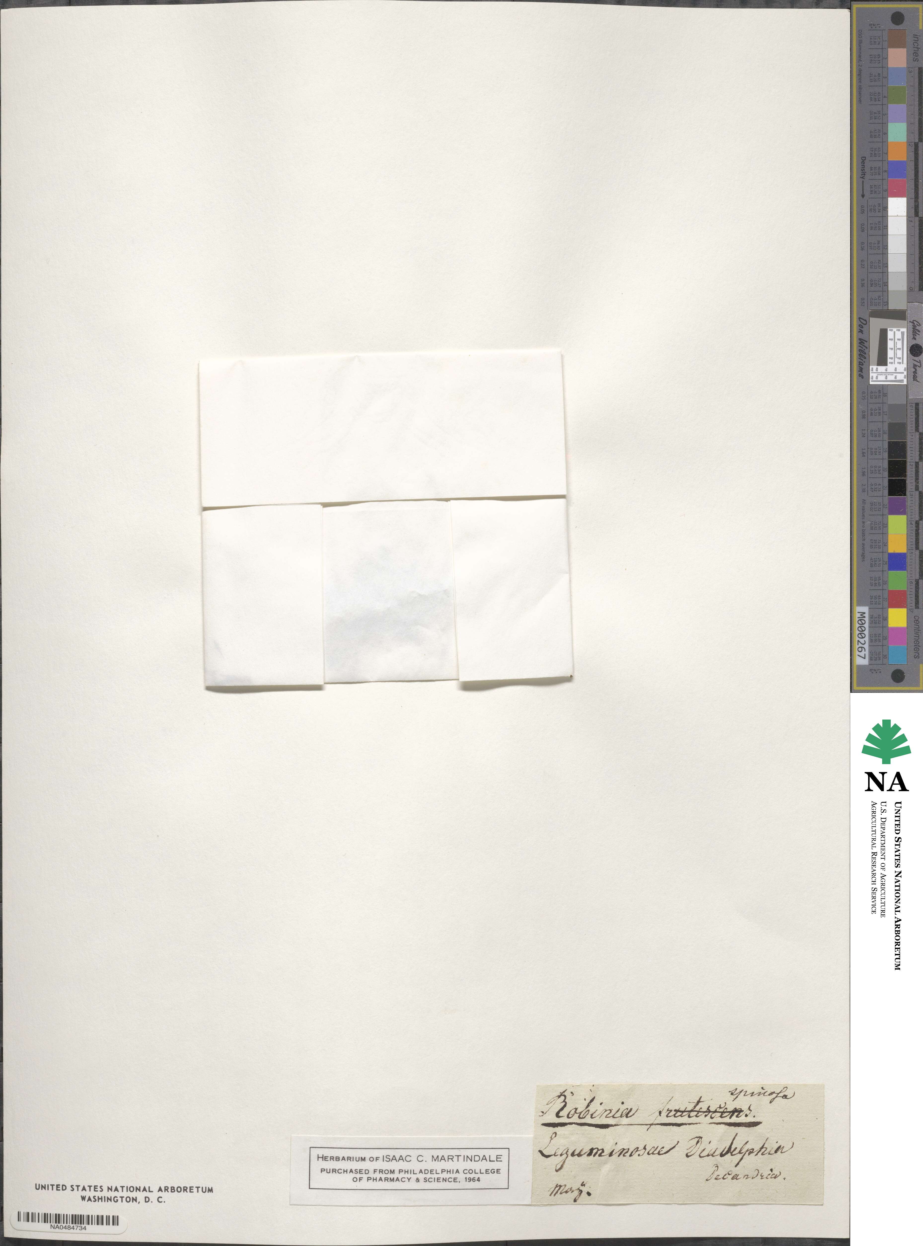 Caragana frutex subsp. frutex image