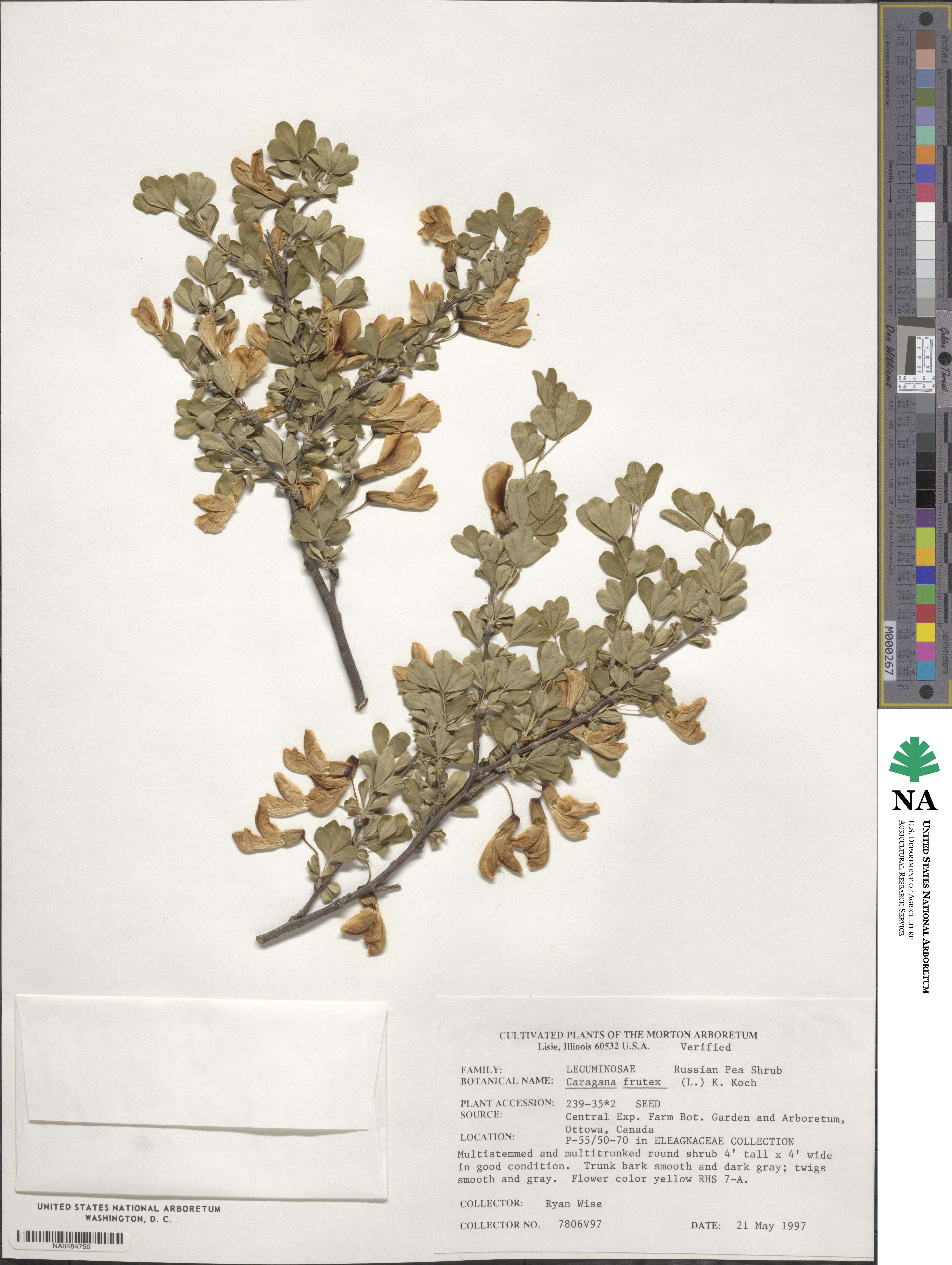 Caragana frutex image