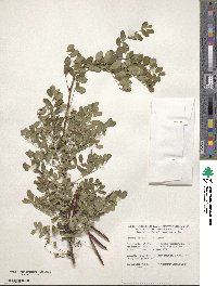 Caragana arborescens image