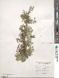 Caragana arborescens image