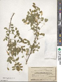 Caragana arborescens image