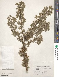 Caragana arborescens image