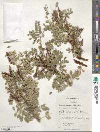 Caragana arborescens image