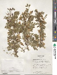 Caragana arborescens image