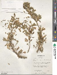 Caragana arborescens image