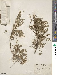 Caragana arborescens image