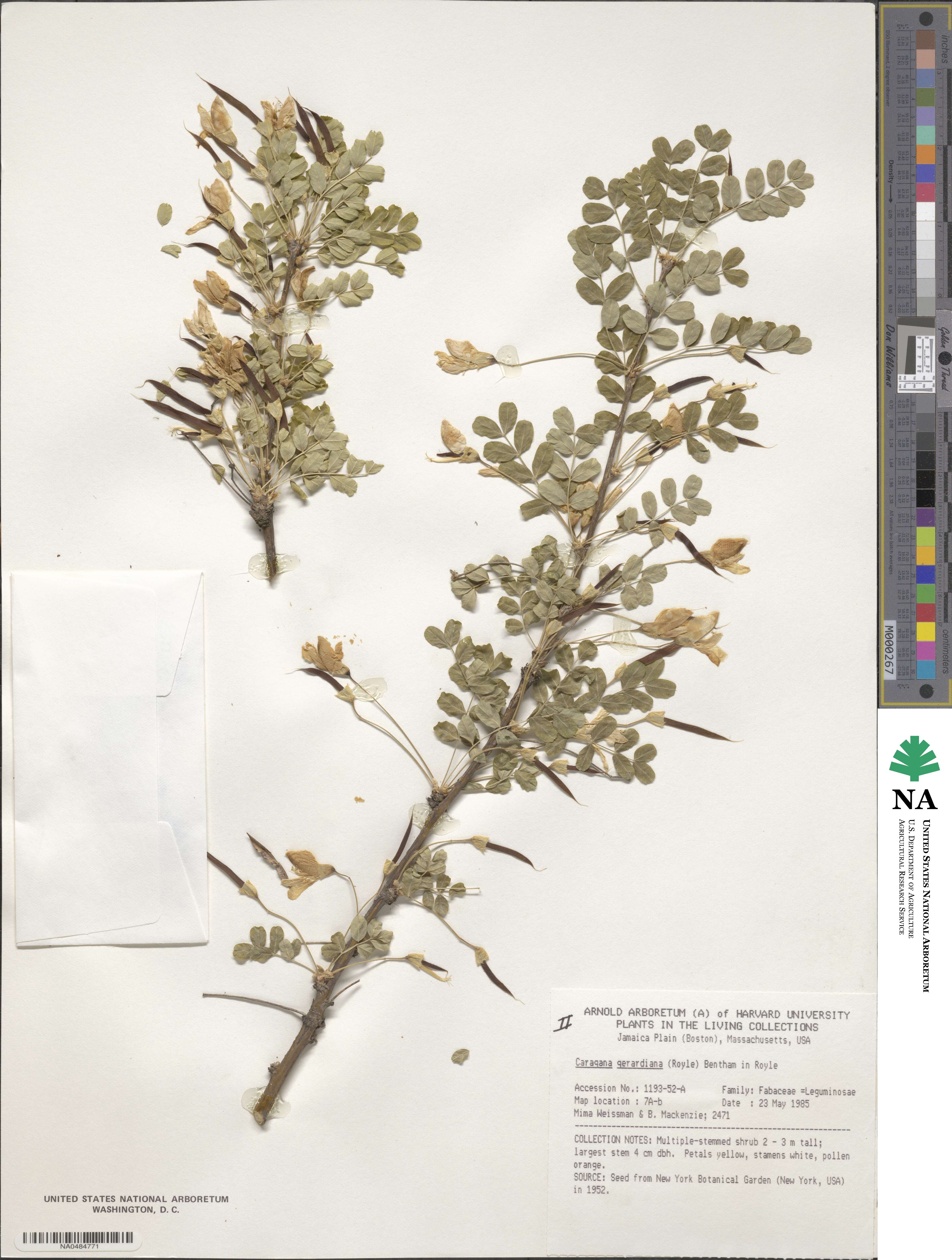 Caragana gerardiana image