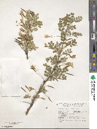 Caragana gerardiana image