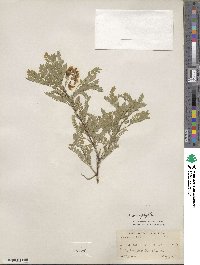 Caragana microphylla image