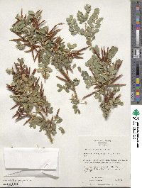 Caragana microphylla image