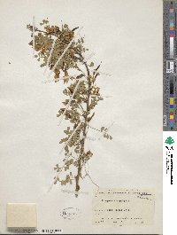 Caragana microphylla image