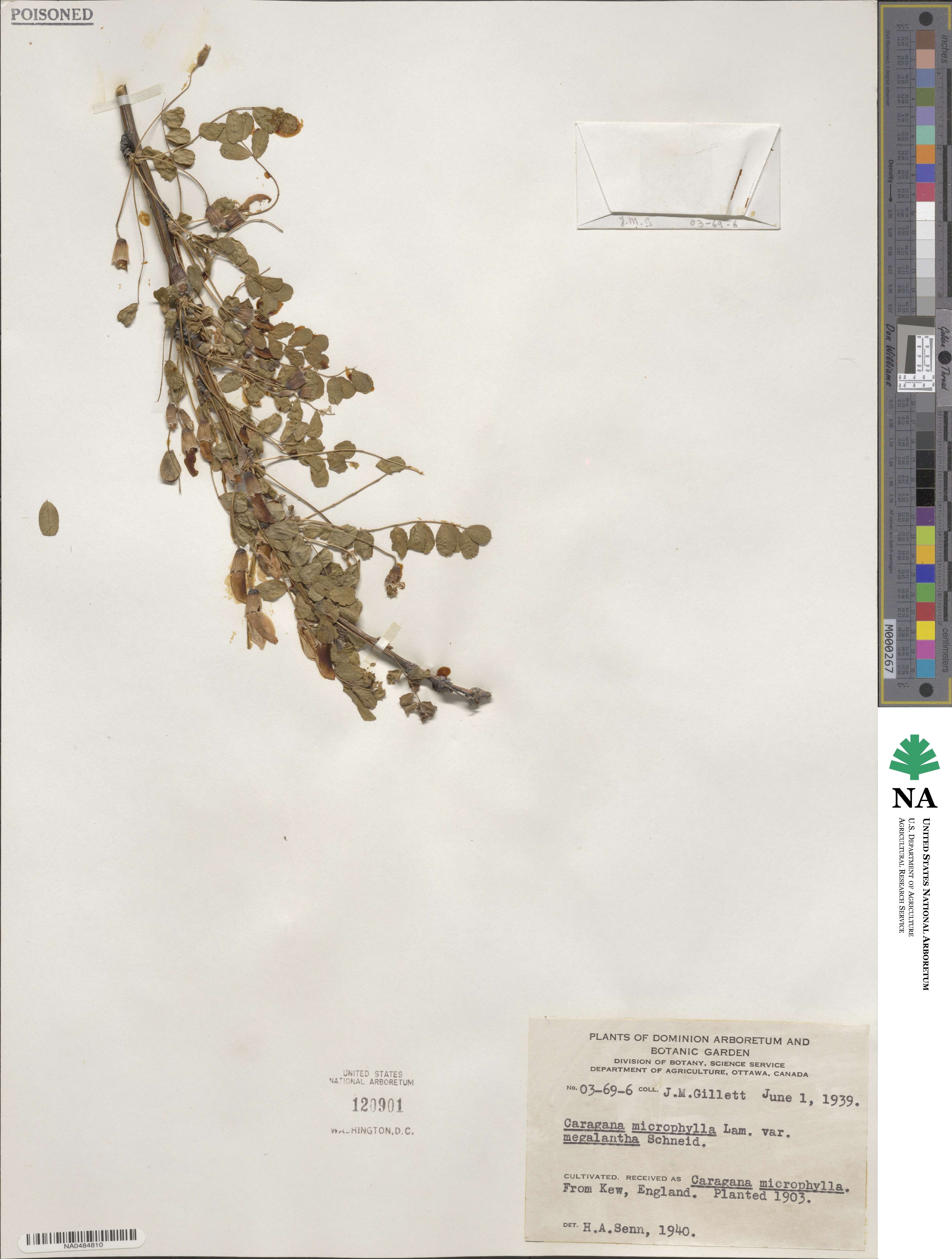 Caragana microphylla image