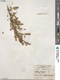 Caragana microphylla image