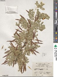 Caragana microphylla image