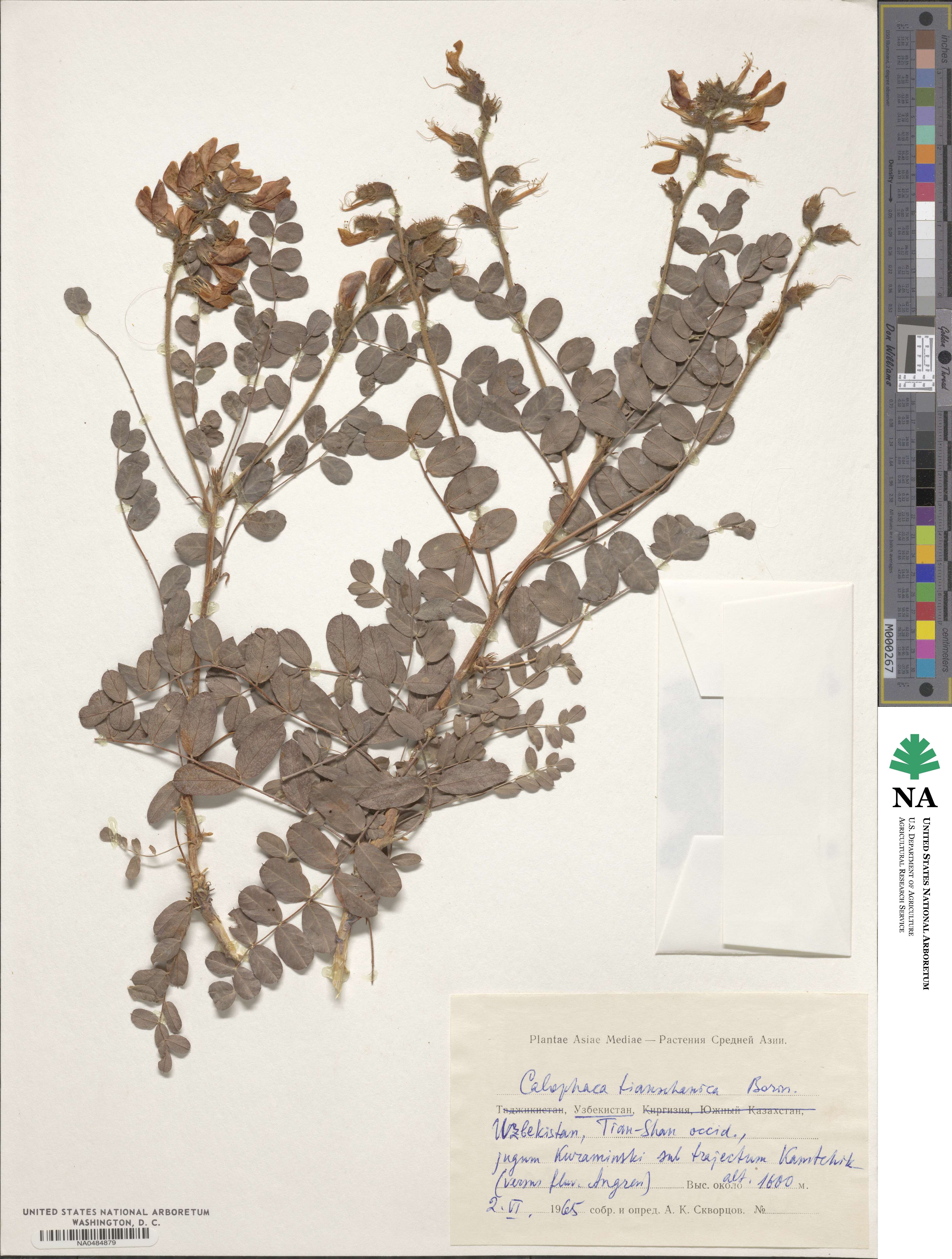 Calophaca tianschanica image