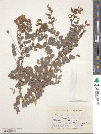 Image of Calophaca tianschanica